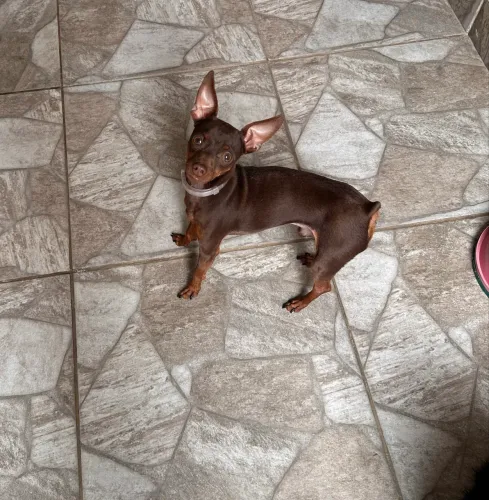 Vendo Pinscher macho chocolate.