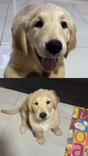 Filhote golden retriver macho