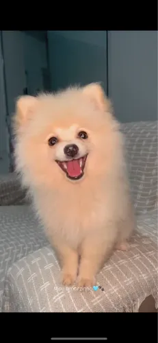 Spitz Alemão anão - 2 meses