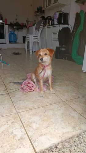 Doa-se cachorra de 5 meses