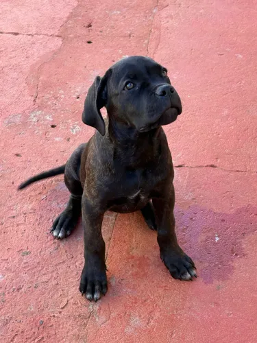 Filhote de Cane Corso