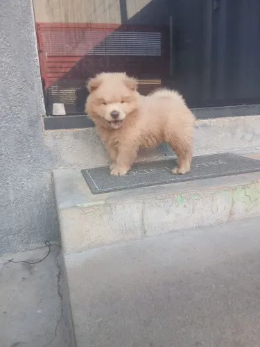 Chow chow