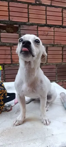 Cachorrinha para adoção 
