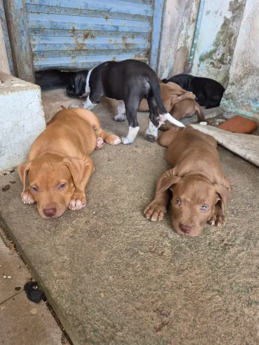 Pitbull