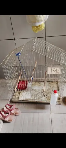 Gaiola para calopsita