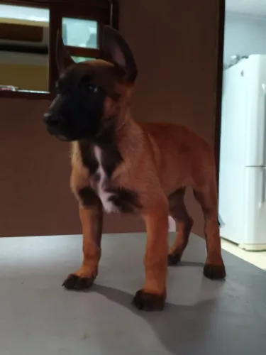 Filhotes de Pastor Belga Malinois