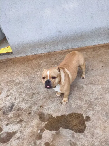 Pet