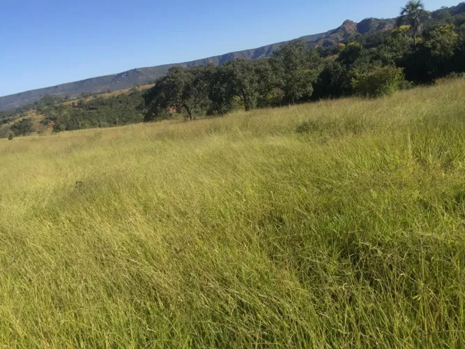 Fazenda 165 alqueires em Monte Vidiu Goiás, R$:80 milhões.