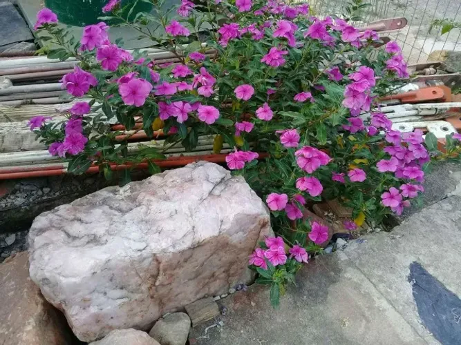 Pedra quartzo rosa bruta 50 kilo grande