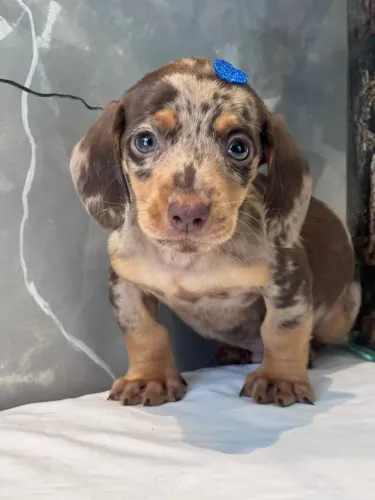 Filhote de Dachshund Arlequim - Lindíssimo!