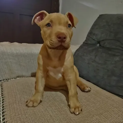 Filhote de Pitbull: Companheiro Leal e Cheio de Amor!