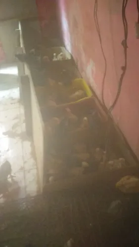 Pintinhos  pescoço pelado 