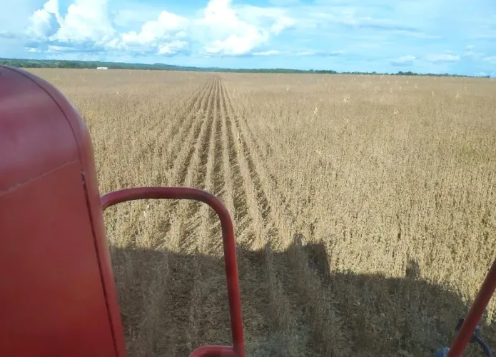 Fazenda à venda 350 alqueires Cocalinho - MT