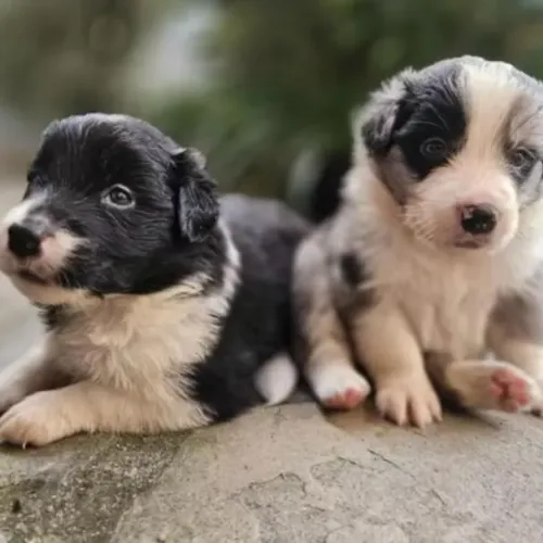 Filhotes de Border Collie | Um bebê peludo que só quer carinho!