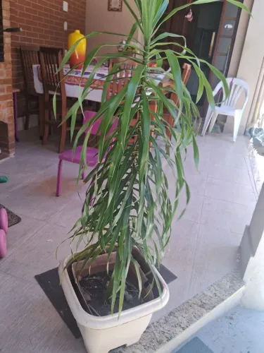 Planta no vaso