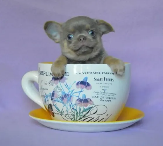 Chihuahua Fêmea Micro - Cores Lindas e Personalidade Encantadora!
