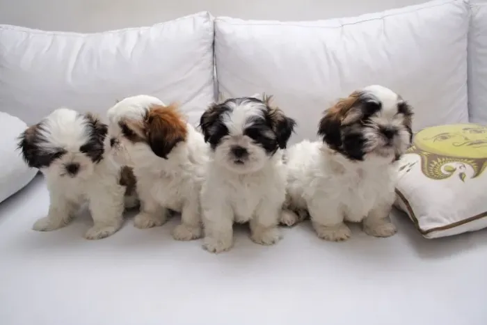 Filhotes de Shih-tzu - Pelagem Perfeita!