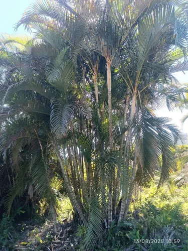 Palmeira Areca bambú adultas