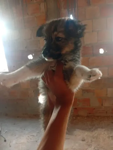 Vendo filhotes de husky siberiano misturado