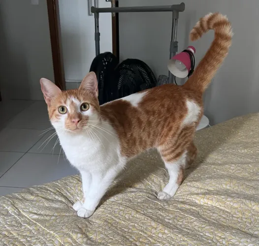 Lindo gatinho para adoção responsável.