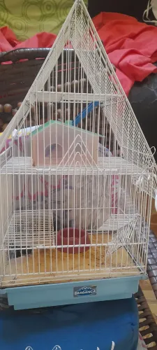 Gaiola para passaros