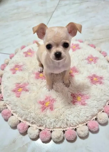 Chihuahua  pelo curto 