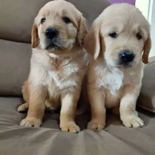 Golden Retriever,Golden Retriever Filhote Saudável Excelente Companhia