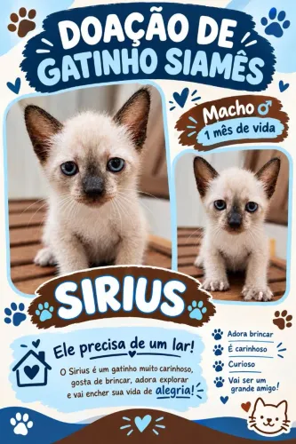 Gatinho siamês filhote