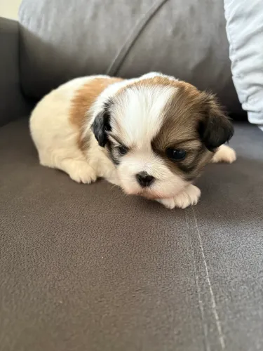 Shihtzu macho para reserva