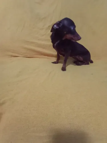 Pinscher femea com 1 ano não é castrada chocolate