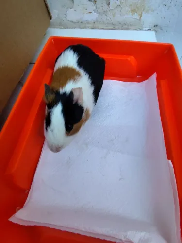 Porquinho da índia