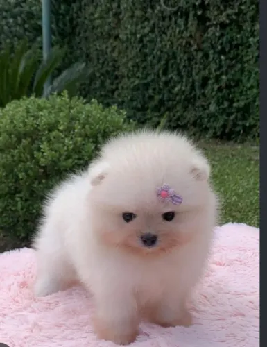 Doa-se Spitz alemão.