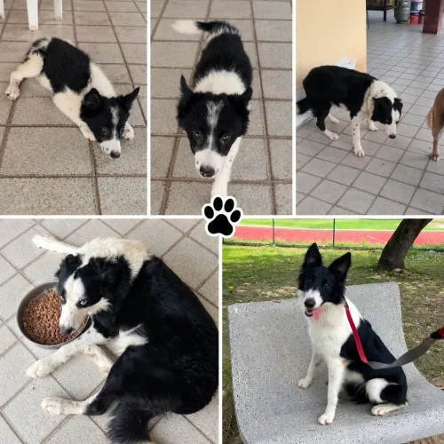 Border collie fêmea a venda