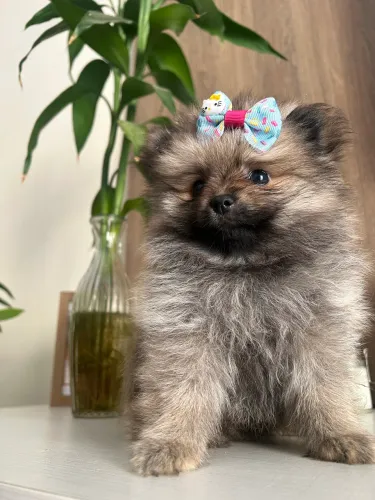 Spitz Alemão Fêmea 