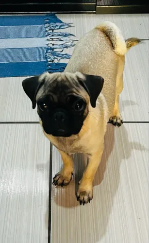 Pug fêmea 5 meses urgente somente hoje