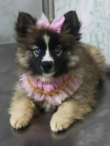 Husky siberiano filhotes com pedigree