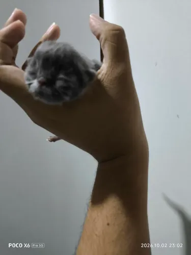 Gato Persa macho