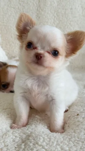 Chihuahua fêmea Pêlo longo. Uma princesa - Branco com creme 