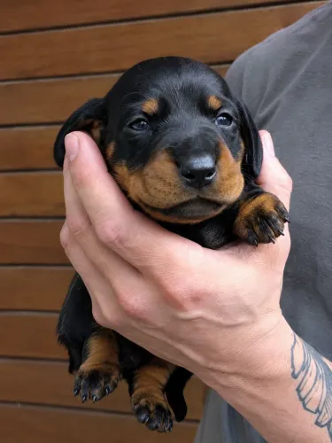 Dachshund Pedigree CBKC linha importada