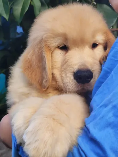 Fêmea linda de Golden Retriever pedigree