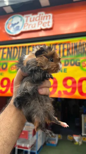 Porquinho-da-Índia Peruano | Loja Física 
