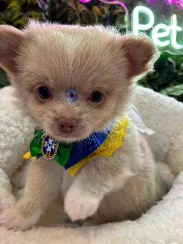 Chihuahua !! Top Top