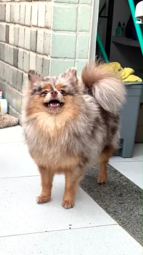 Spitz Alemão ( Lulu da Pomerânia) Anão macho - Pedigree CBKC -
