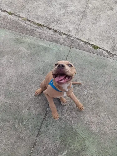 Vendo filhote american bully 