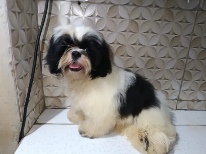 Shihtzu macho 5 meses