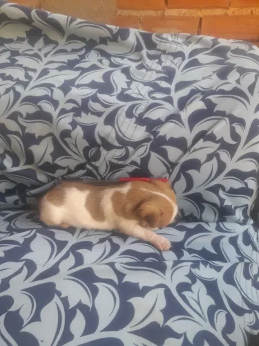 Cachorro
