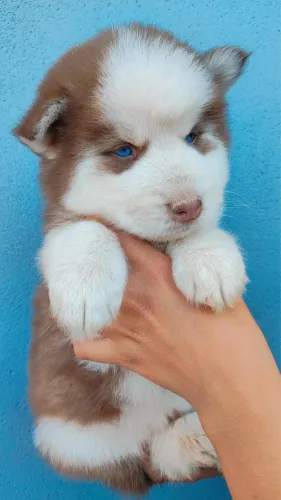Husky Siberiano - Muito Brincalhão