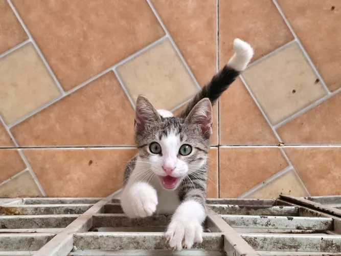 DOAÇÃO GATINHA MANHOSA