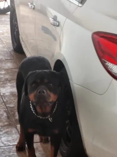 Rottweiler fêmea