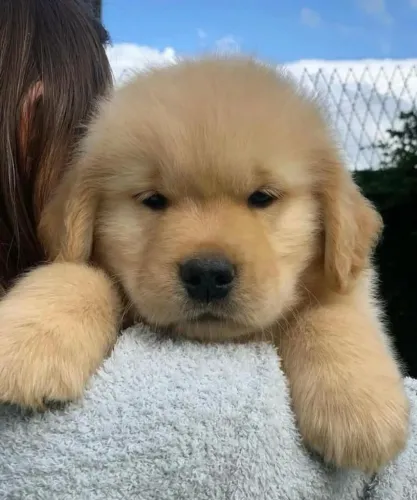 Filhotes de Golden Retriever | Patinhas cheias de amor.